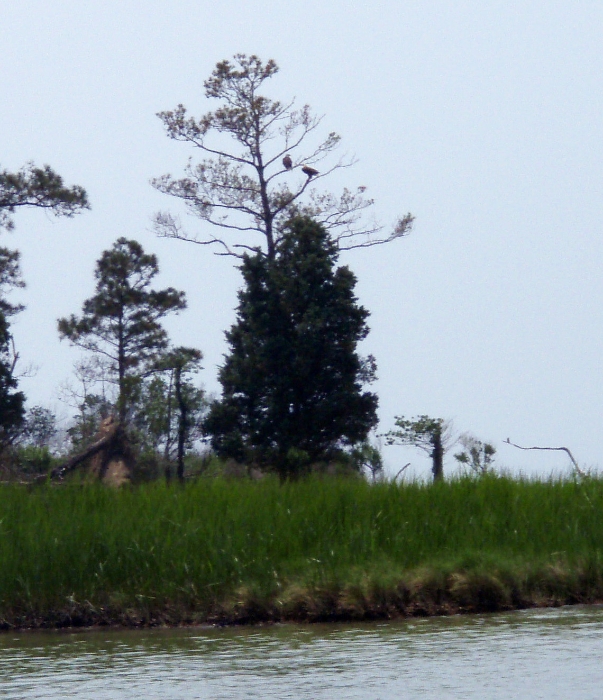 Bald Eagles